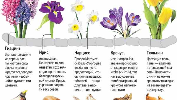 Особенности и полезные свойства клубней цикламена. Советы по посадке и уходу