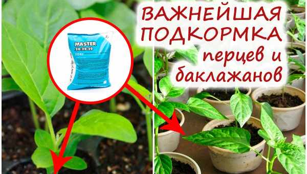 Правильная подкормка рассады — залог отличного урожая перцев, рассказываем когда и что нужно вносить