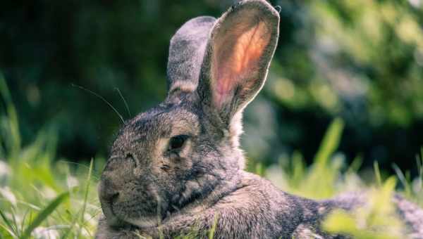 Как вылечить кокцидиоз у кроликов
