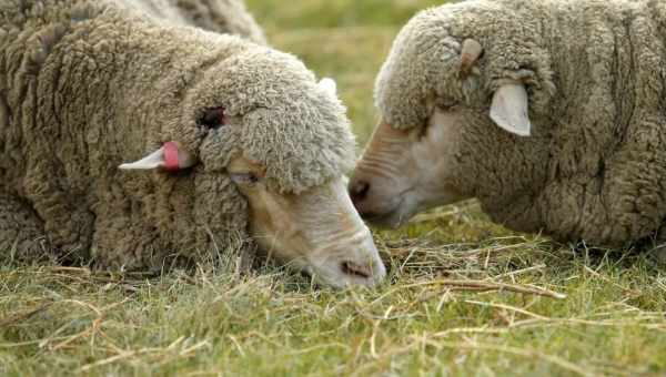 Ценуроз: хроническое гельминтозное заболевание у овец