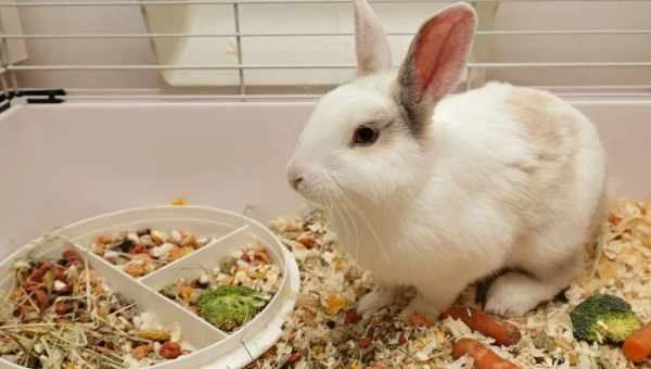 Кормление декоративных кроликов в домашних условия