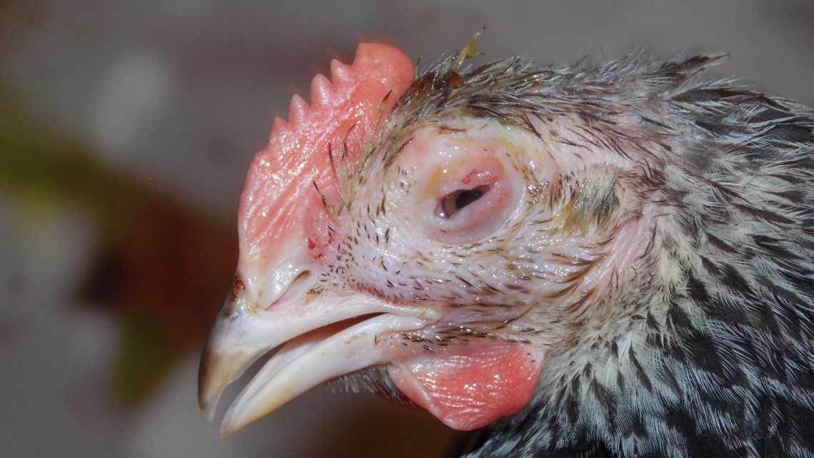 Что делать, если у домашней птицы кутикулит? Как вылечить язвенную болезнь?
