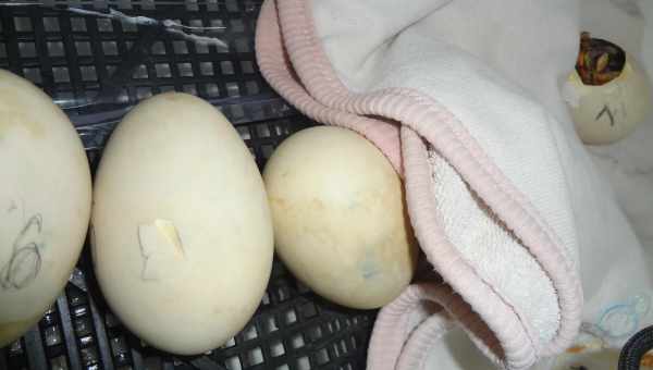 Правила и особенности инкубации утиных яиц в домашних условиях