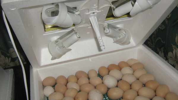 Советы профессионалов о проведение инкубации страусиных яиц в домашних условиях