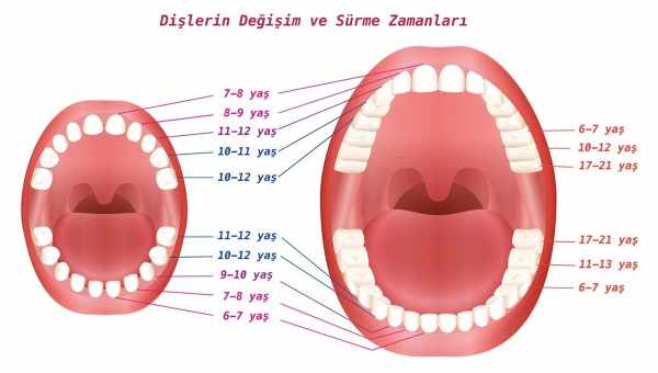 Сколько зубов должно быть у ребенка в год?