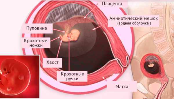 7 недель беременности что происходит?