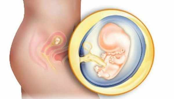 8 неделя беременности – признаки, ощущения и вероятные риски