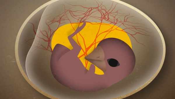 Как дышит цыпленок внутри яйца? Ответы на интересные вопросы