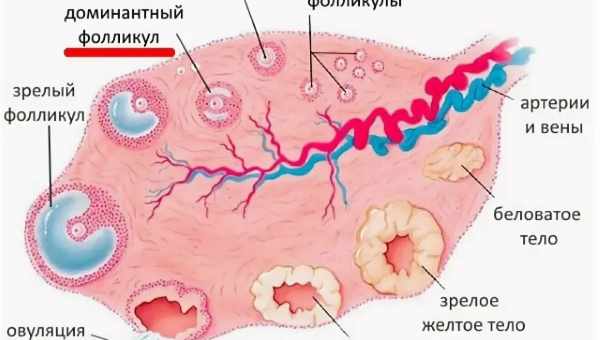 Желтое тело в левом яичнике