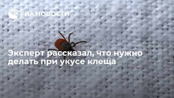 Они проснулись. Что делать при укусе клеща и как себя обезопасить: алгоритм действий