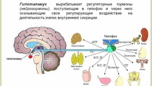 Покемоны формируют уникальный отдел мозга у человека