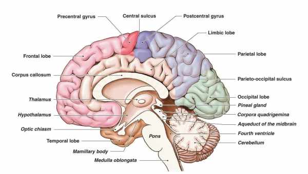 Анатомия и физиология головного мозга
