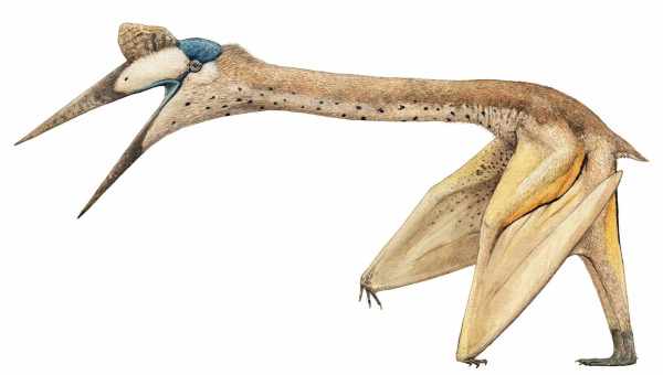 Гигантский птерозавр кетцалькоатль оказался плохим летуном