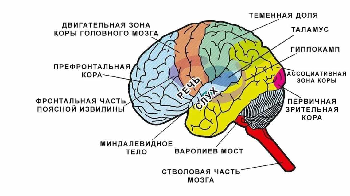 Нейроны полосатого тела помогли переключить внимание между стимулами