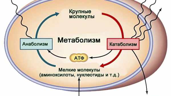 Тяжелая вода помогла проследить за метаболизмом жиров и ДНК в живых организмах