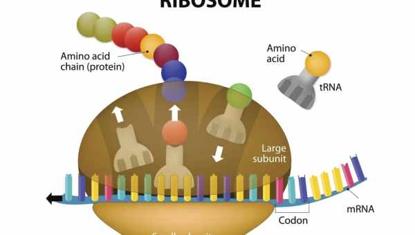 Рибосомы оказались заточены под самовоспроизводство