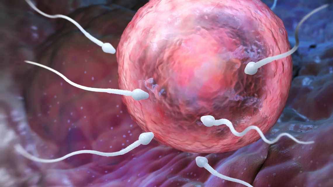 Яйцеклетки человека оказались разборчивы в выборе сперматозоидов