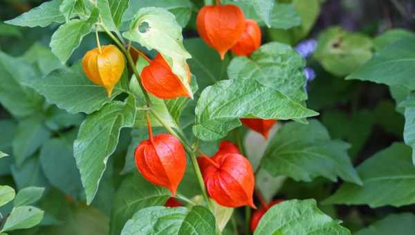 Физалис ягодный – не только вкусная, но еще и полезная ягода