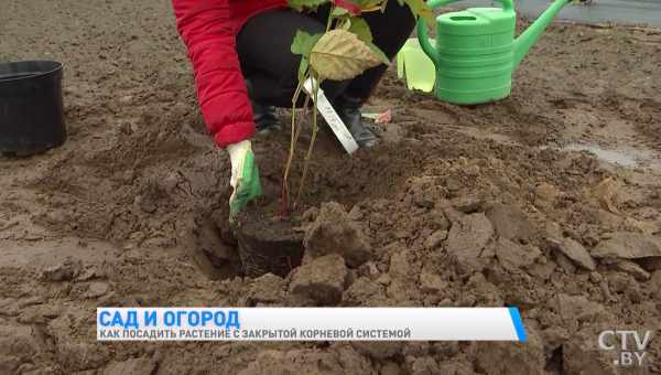 Как вырастить и правильно выкопать скорцонер (испанский корень)