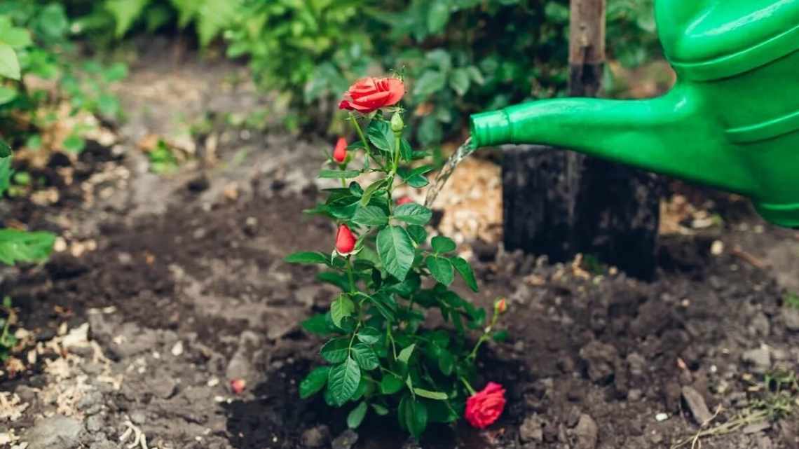 Этапы подкормки садовых роз для буйного цветения