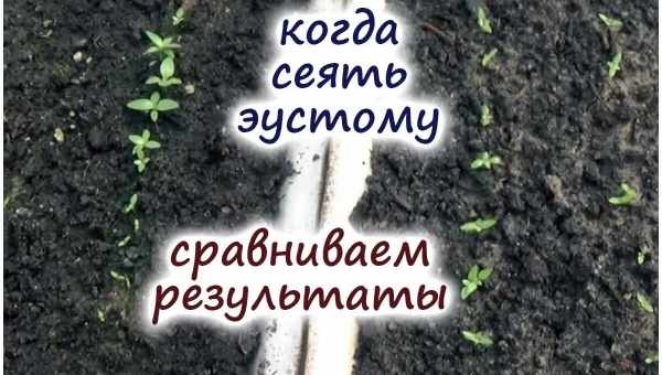 Сроки, когда лучше сажать эустому на рассаду и полезные рекомендацию по уходу за всходами