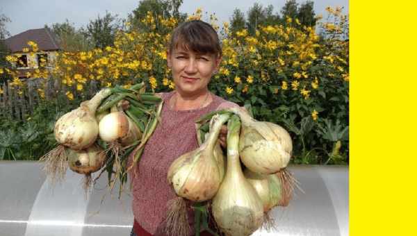 Посадка и выращивание лука в Сибири