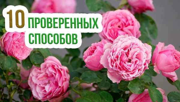 💐 11 советов по подкормке роз в августе