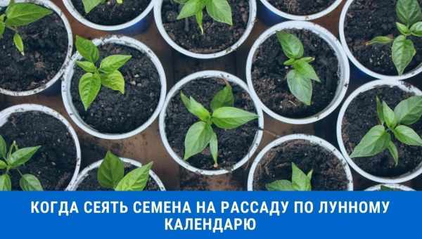 Выращивание рассады перца из семян