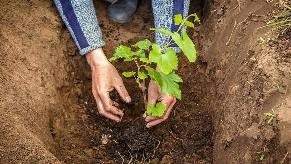 Посадка винограда в Сибири: советы для начинающих