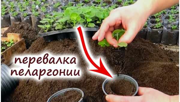 Благоприятное время для пересадки грецкого ореха