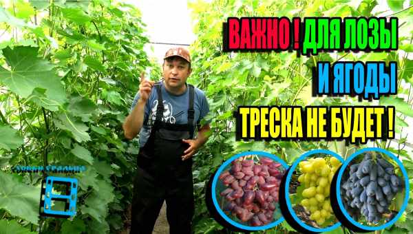 Как подкармливать виноград весной куриным пометом?