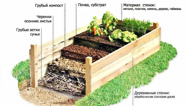 Выращивание и правильное содержание комнатного граната в домашних условиях