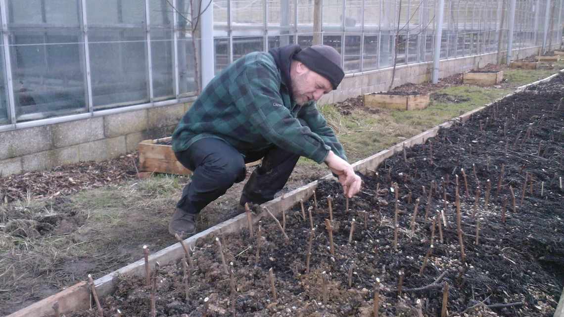 Когда садить черенки винограда осенью