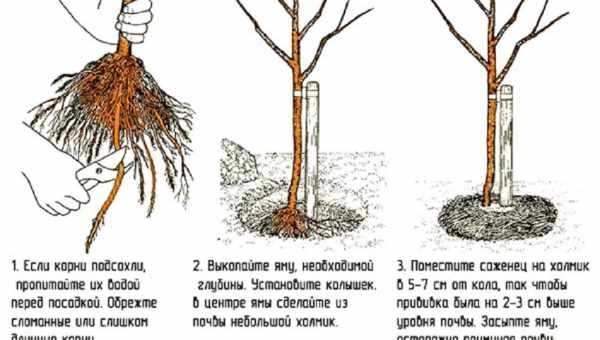 Правила обрезки персика летом