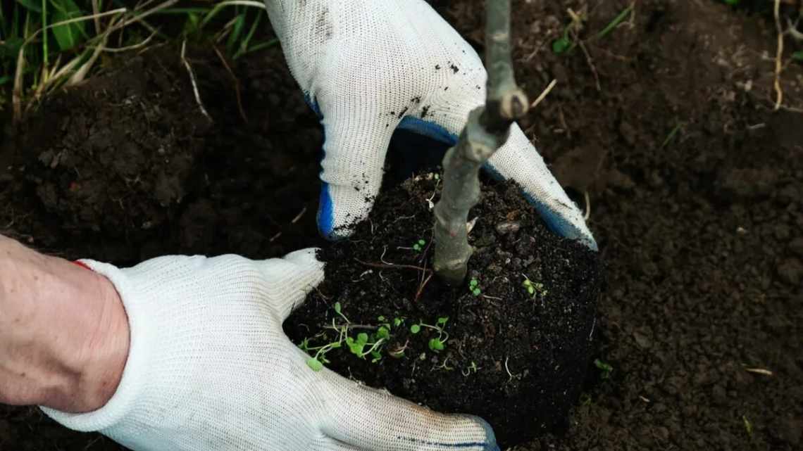 Правильная посадка саженца груши