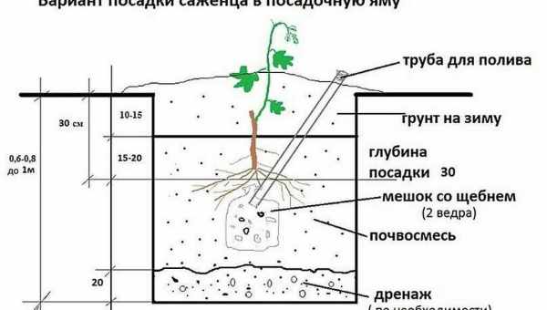 Правила пересадки взрослого винограда