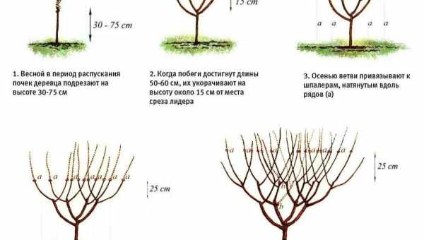 Принципы обрезки черешни осенью