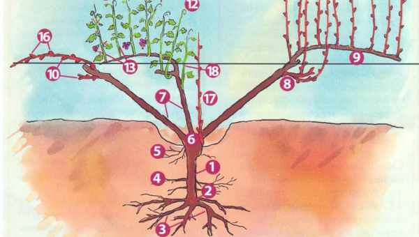 Виноградная лоза: строение, вегетация и уход