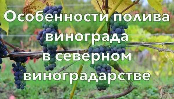 Сроки и схема полива виноградных кустов