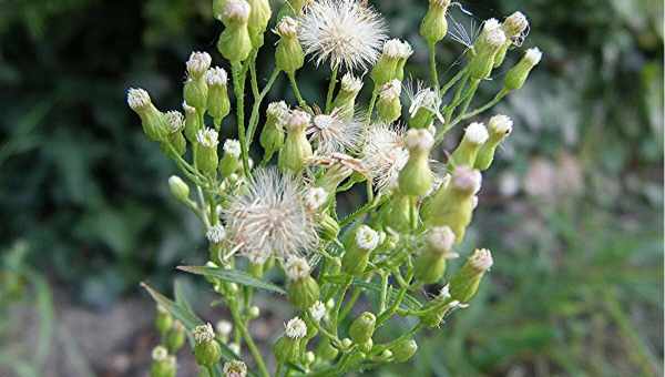 Мелколепестник канадский (Erigeron canadensis L.)Семейство: Сложноцветные (Asteraceae Dumort)