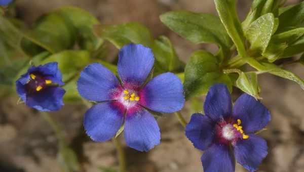 "Очный цвет полевой, Курослеп полевой (Anagallis arvensis L.)"Семейство: Первоцветные (Primulaceae)