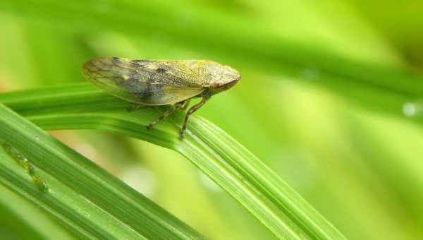 Цикадка черноточечная (Eupteryx atropunctata)Тип вредителя: Вредитель эфиромасличных культур