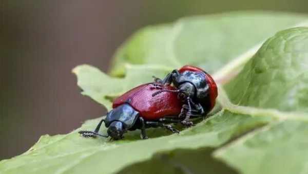 Краснокрылый трубковерт боярышниковый (Coenorrhinus aequatus)Тип вредителя: Вредитель плодовых культур