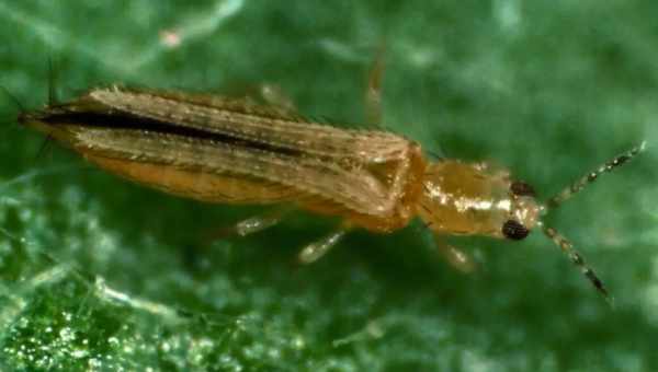 Льняной трипс (Thrips linarius)Тип вредителя: Вредитель льна