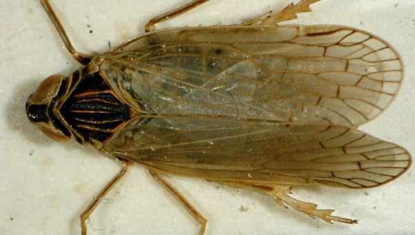 Корневая цикадка (Pentastiridius leporinus)Тип вредителя: Вредитель сахарной свеклы