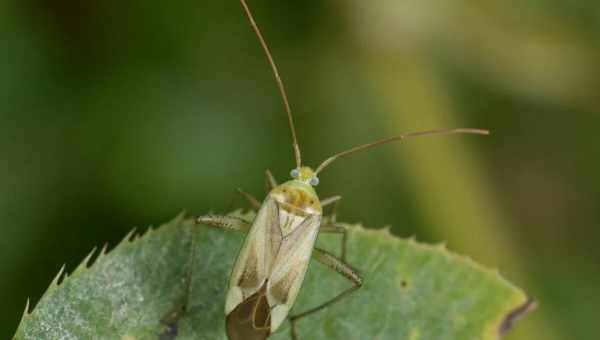 Люцерновый клоп (Adelphocoris lineolatus)Тип вредителя: Вредитель многолетних бобовых культрур