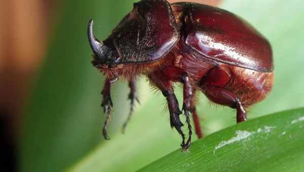 Лепирония жесткокрылая (Lepyronia coleoptrata)Тип вредителя: Вредитель эфиромасличных культур