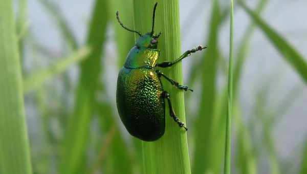 Листоед зеленый мятный (Chrysolina herbacea)Тип вредителя: Вредитель эфиромасличных культур