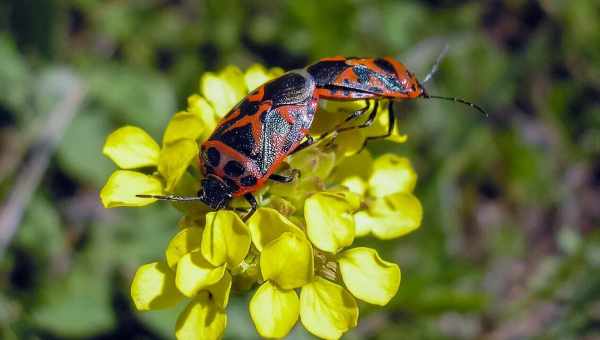 Клоп капустный (Eurydema ventralis)Тип вредителя: Вредитель капустных культур