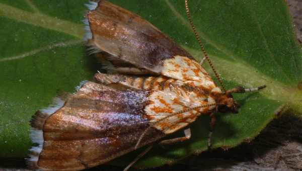 Огнёвка крыжовниковая (Zophodia grossulariella)Тип вредителя: Вредитель смородины и крыжовника